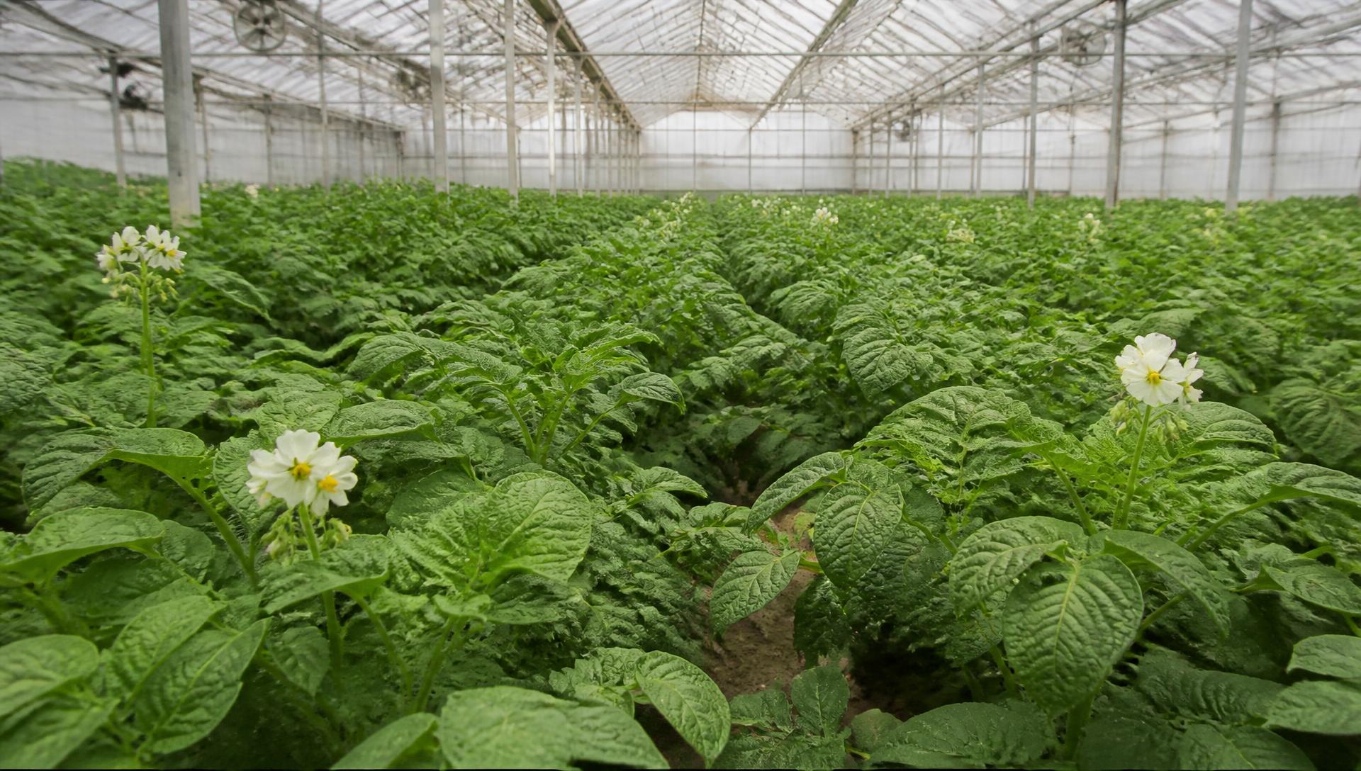 Rows of potato plants growing inside an ADC greenhouse